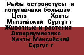 Рыбы остронотусы  и попугайчики большие. › Цена ­ 1 000 - Ханты-Мансийский, Сургут г. Животные и растения » Аквариумистика   . Ханты-Мансийский,Сургут г.